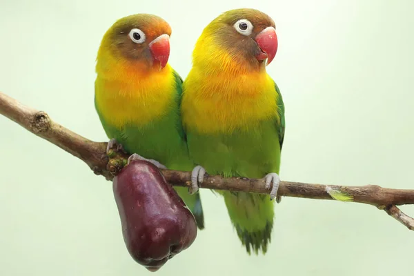 Pair Lovebirds Perched Branch Pink Malay Apple Tree Bird Which —  Fotos de Stock