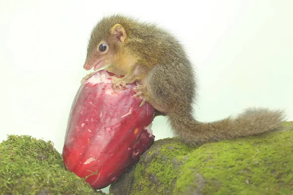 Young Javan Treeshrew Eating Pink Malay Apple Rodent Mammal Has — Fotografia de Stock