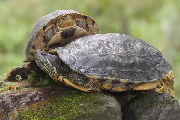 Two Red Eared Slider Tortoises Basking Moss Covered Ground Riverbank — 图库照片