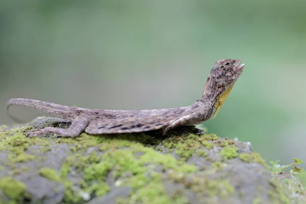 Dragão Voador Está Tomando Sol Antes Iniciar Suas Atividades Diárias — Fotografia de Stock