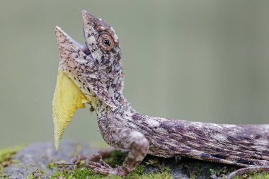 Uçan bir ejderha günlük aktivitelerine başlamadan önce güneşleniyor. Bir ağaçtan diğerine kayarak hareket eden bu sürüngenin bilimsel adı Draco Volans 'dır..