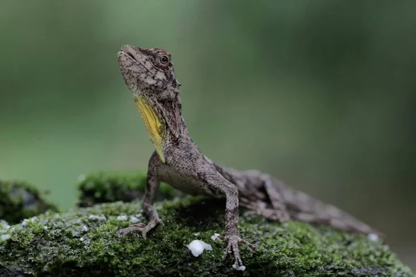 Dragón Volador Está Tomando Sol Antes Comenzar Sus Actividades Diarias — Foto de Stock