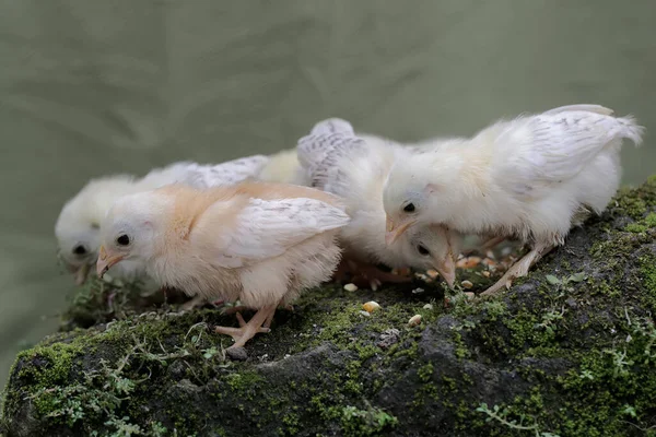 いくつかの新しい孵化した雛が苔で覆われた地面で食べ物を探しています 学名はGallus Galus Domesticus — ストック写真