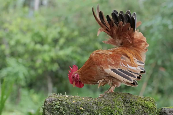 Gallo Está Forrajeando Una Roca Cubierta Musgo Los Animales Que — Foto de Stock