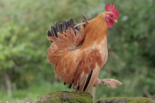 一只公鸡在长满苔藓的岩石上觅食 为吃肉而养殖的动物 其科学名称为 Gallus Gallus Domesticus — 图库照片