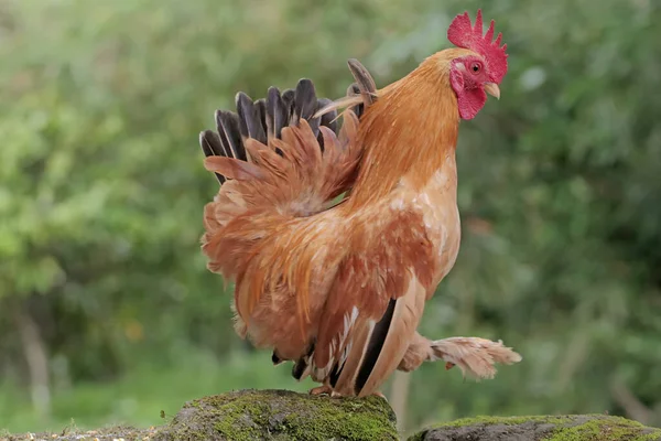 Ein Hahn Ist Auf Futtersuche Auf Einem Mit Moos Bewachsenen — Stockfoto