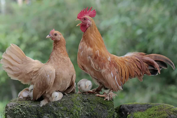 Une Poule Coq Nourrissent Avec Certain Nombre Poussins Sur Sol — Photo