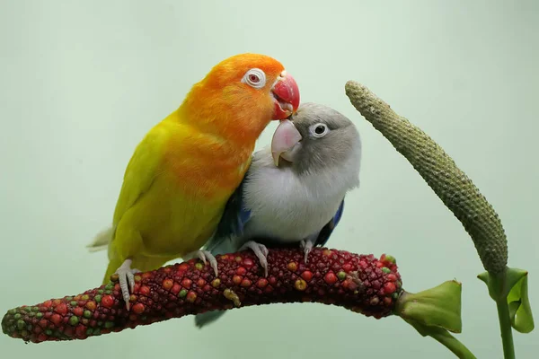 Bir Çift Muhabbet Kuşu Anturyum Çiçeğinin Üzerine Tünemiş Gerçek Aşkın — Stok fotoğraf