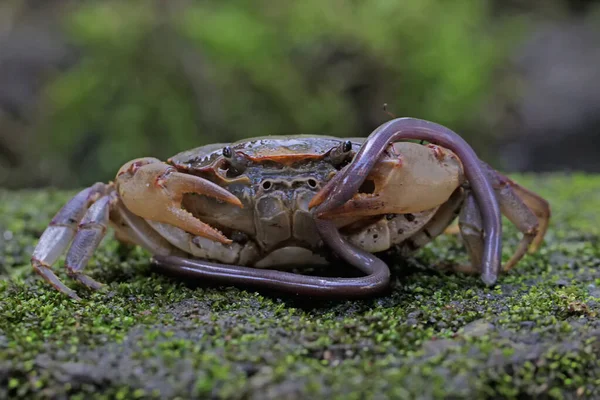 Field Crab Eating Earthworm Animal Has Scientific Name Parathelphusa Convexa — Stock Photo, Image