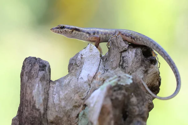 Yellow Lined Skink Sunbathing Starting Its Daily Activities Reptile Has — Stock Photo, Image