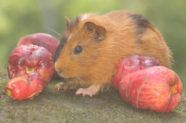 An adult mother guinea pig eating a pink Malay apple. This rodent mammal has the scientific name Cavia porcellus.