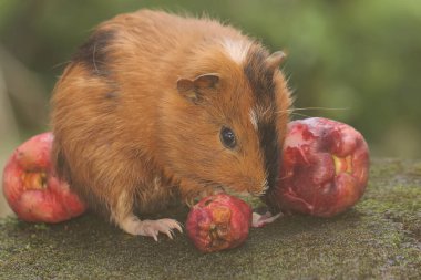 An adult mother guinea pig eating a pink Malay apple. This rodent mammal has the scientific name Cavia porcellus.