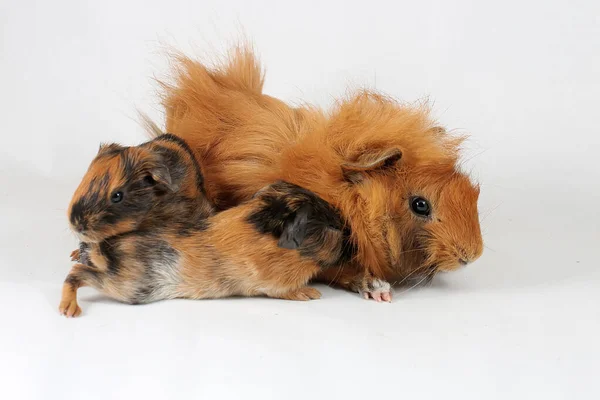 Mother Guinea Pig Her Two Cubs Resting Selective Focus White — Stok fotoğraf