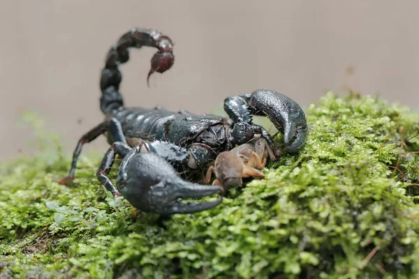 Scorpion Forestier Asiatique Prépare Nourrir Grillon Taupes Sur Une Roche — Photo