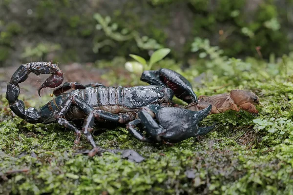 Asiatisk Skogskorpion Förbereder Sig För Ett Byte Mullvadssyrsa Klippa Överväxt — Stockfoto