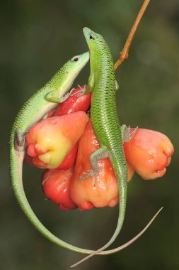 İki zümrüt ağacı derlemesi günlük aktivitelerine başlamadan önce bir su elması koleksiyonu üzerinde güneşleniyor. Bu parlak yeşil sürüngenin bilimsel adı Lamprolepis smaragdina..