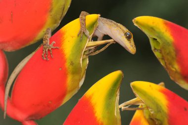 Javan burnu bükülmüş bir kertenkele yabani bir muz çiçeğinin tadını çıkarıyor. Bu sürüngenin bilimsel adı Cyrtodactylus marmoratus..
