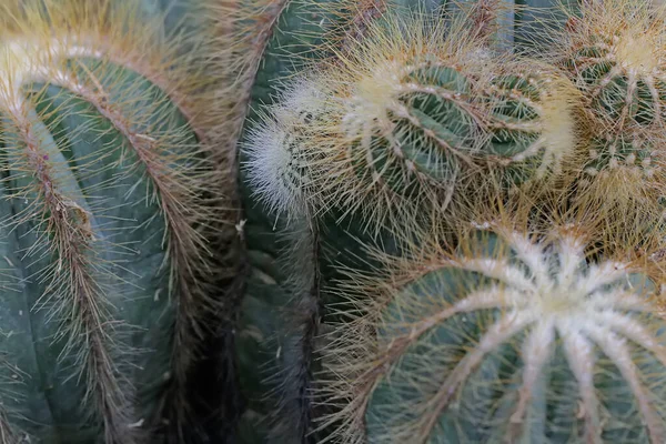 Pürüzsüz Dikenleriyle Kaktüsün Güzelliği Yukarıdan Alınır Bitki Süs Bitkileri Için — Stok fotoğraf