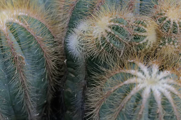 Beleza Cacto Com Seus Espinhos Lisos Tirada Cima Esta Planta — Fotografia de Stock