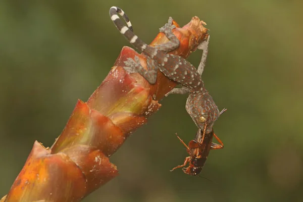 Jovem Tokay Gecko Está Comendo Grilo Este Réptil Tem Nome — Fotografia de Stock