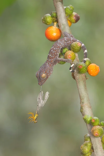 Joven Tokay Gecko Está Comiendo Una Mosca Damisela Monte Este —  Fotos de Stock