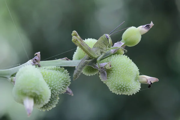 明るい緑色の若いバッタが茂みの中に眠っています これらの昆虫は若い葉 果物を食べるのが好きです — ストック写真