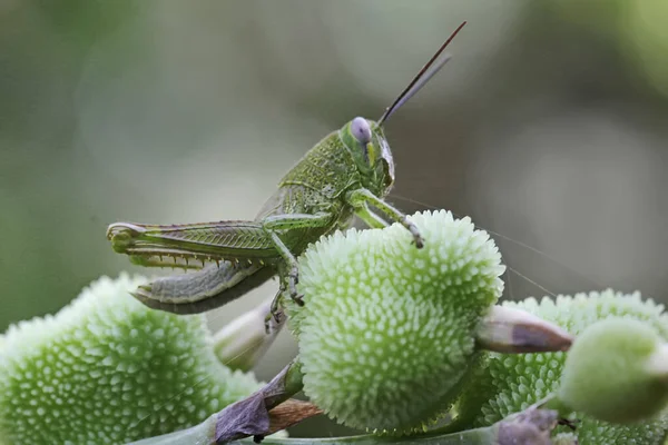 一只绿色鲜亮的蚱蜢正在灌木丛中休息 这些昆虫喜欢吃嫩叶 花朵和水果 — 图库照片