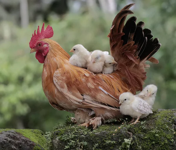 Петух Кормится Несколькими Цыплятами Покрытой Мхом Земле Животные Выращиваемые Мяса — стоковое фото