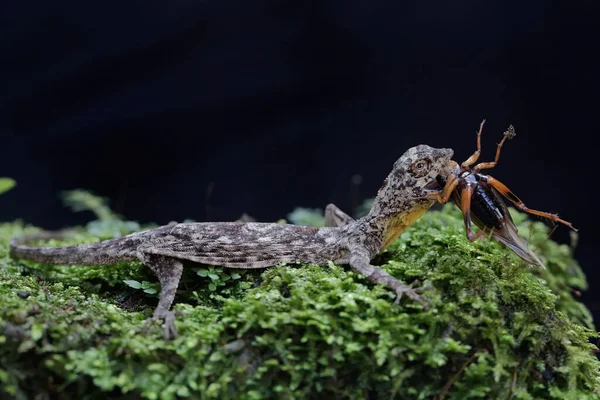 一只飞龙正在吃一只蟋蟀 这种爬行动物的学名是 具有黑色背景的选择性焦点 — 图库照片