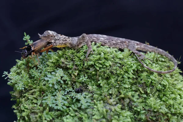 Dragón Volador Está Comiendo Grillo Este Reptil Tiene Nombre Científico — Foto de Stock