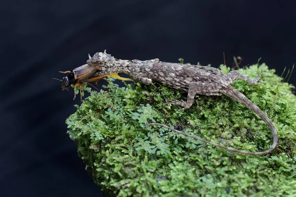 Dragón Volador Está Comiendo Grillo Este Reptil Tiene Nombre Científico —  Fotos de Stock