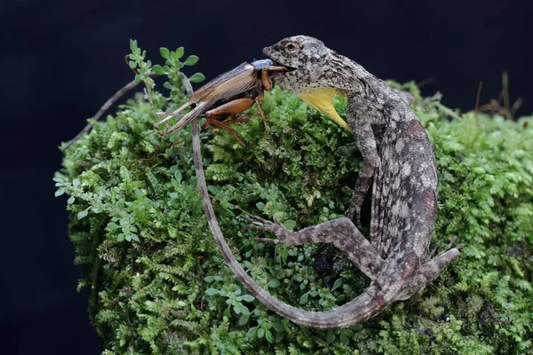 Flygande Drake Äter Syrsa Reptilen Har Det Vetenskapliga Namnet Draco — Stockfoto