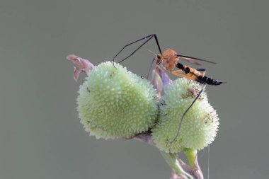 Bir turna kuşu yabani bir çiçekte av arıyor. Bu böceğin bilimsel adı Nefrotoma Sp.