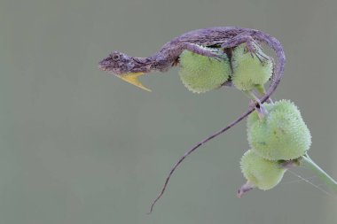 Uçan bir ejderha günlük aktivitelerine başlamadan önce güneşleniyor. Bu sürüngenin bilimsel adı Draco Volans. Doğal arkaplan ile seçmeli odak. 