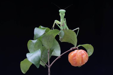 Yeşil bir peygamber devesi, siyah bir arka planda bir çalılıkta avını arıyor. Bu böceğin bilimsel adı hiyerodula sp.