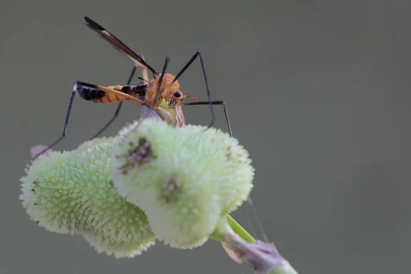 Cranefly Está Procurando Presa Wildflower Este Inseto Tem Nome Científico — Fotografia de Stock