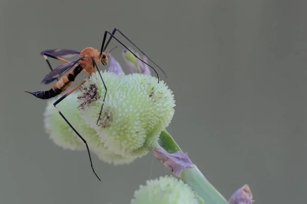 Cranefly Está Buscando Presas Una Flor Silvestre Este Insecto Tiene —  Fotos de Stock
