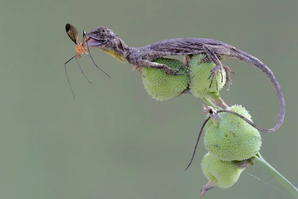 Dragón Volador Está Comiendo Cranefly Los Arbustos Este Reptil Tiene — Foto de Stock