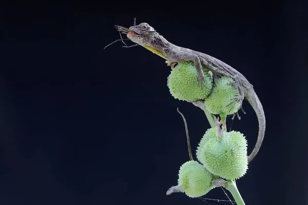Dragão Voador Está Comendo Cranefly Nos Arbustos Este Réptil Tem — Fotografia de Stock