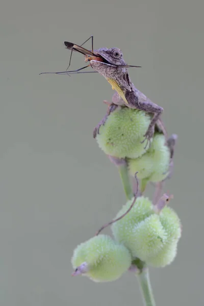 Dragón Volador Está Comiendo Cranefly Los Arbustos Este Reptil Tiene —  Fotos de Stock