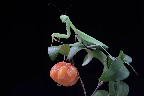 Una Mantis Religiosa Verde Está Buscando Presas Arbusto Sobre Fondo —  Fotos de Stock