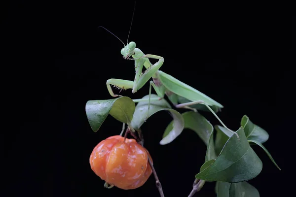 Louva Deus Verde Está Procura Presas Num Arbusto Num Fundo — Fotografia de Stock