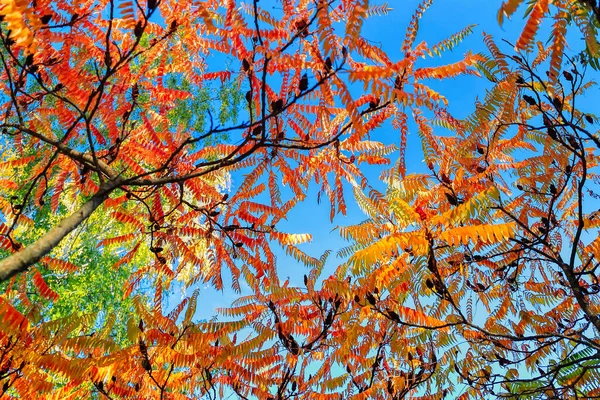 Autumn Season Crown Trees Blue Sky Golden Red Yellow Green — Stock Photo, Image