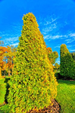 Mavi gökyüzünde sonbahar ağaçları. Güzel güneşli bir günde Hindistan yazında altın, kırmızı, sarı, yeşil, turuncu sonbahar ağaçları. Çevre koruma, Doğa Koruma. Altın Saat - güneş batmadan önce, ışık her zamankinden daha kırmızı ve yumuşak olduğunda 