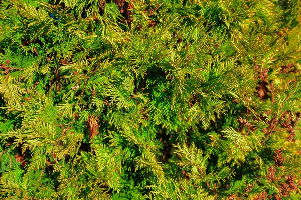 Yakın çekim iğneler eski moda. Doğal yeşilliğin orijinal dokusu. Zarif iğnelerin arka planı. Tasarım için doğa konsepti.