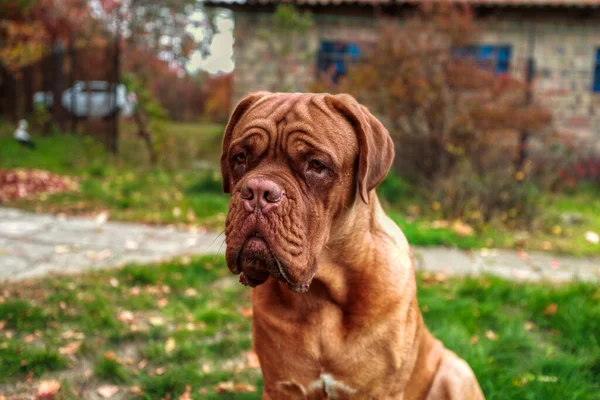 在户外看着相机的法国式肖像画 11个月大的Dogue Bordeaux 法国Mastiff — 图库照片