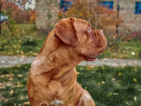 在户外看着相机的法国式肖像画 11个月大的Dogue Bordeaux 法国Mastiff — 图库照片