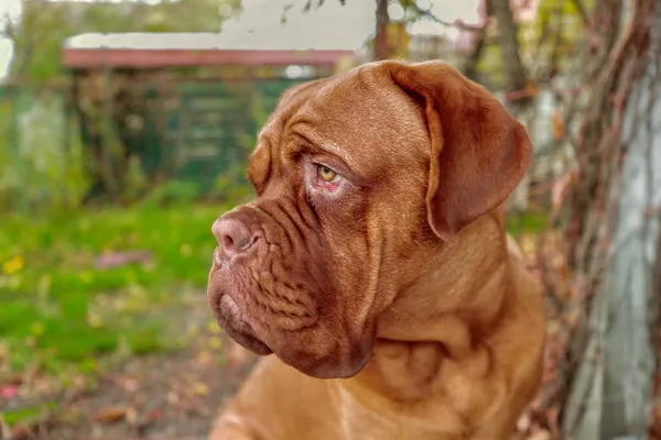 Porträtt Fransk Mastiff Tittar Kameran Utomhus Månader Gammal Dogue Bordeaux — Stockfoto