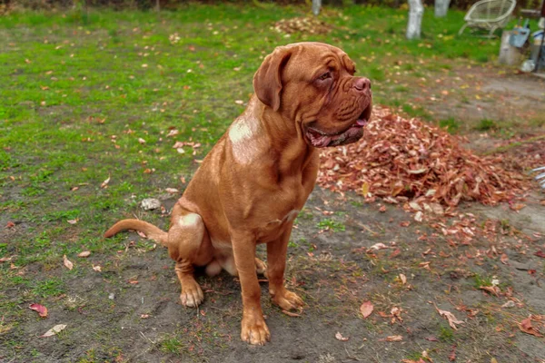 在户外看着相机的法国式肖像画 11个月大的Dogue Bordeaux 法国Mastiff — 图库照片