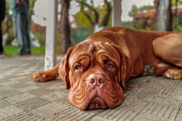 在户外看着相机的法国式肖像画 11个月大的Dogue Bordeaux 法国Mastiff — 图库照片